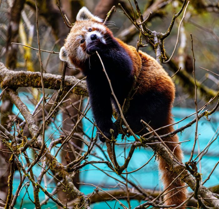 pexels-regan-dsouza-1315522347-30692724